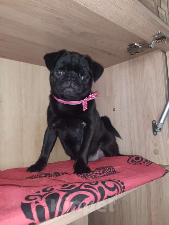 Собаки в Новосибирске: Девчушка чернушка с документами РКФ привита Девочка, 40 000 руб. - фото 6