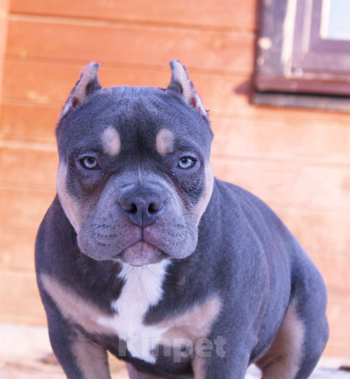 Собаки в Красноярске: Девочка-булли Девочка, 90 000 руб. - фото 1