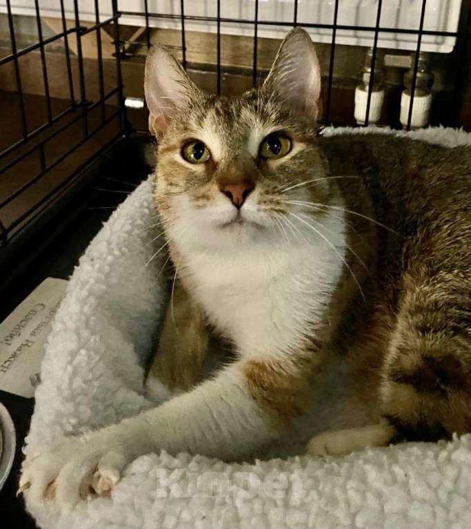 Кошки в Москве: Цвета пыльной розы Девочка, Бесплатно - фото 3