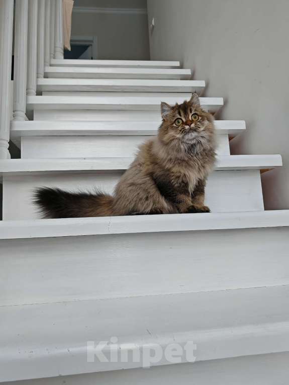 Кошки в Москве: Длинношертсная шотландская кошечка Девочка, 50 000 руб. - фото 4