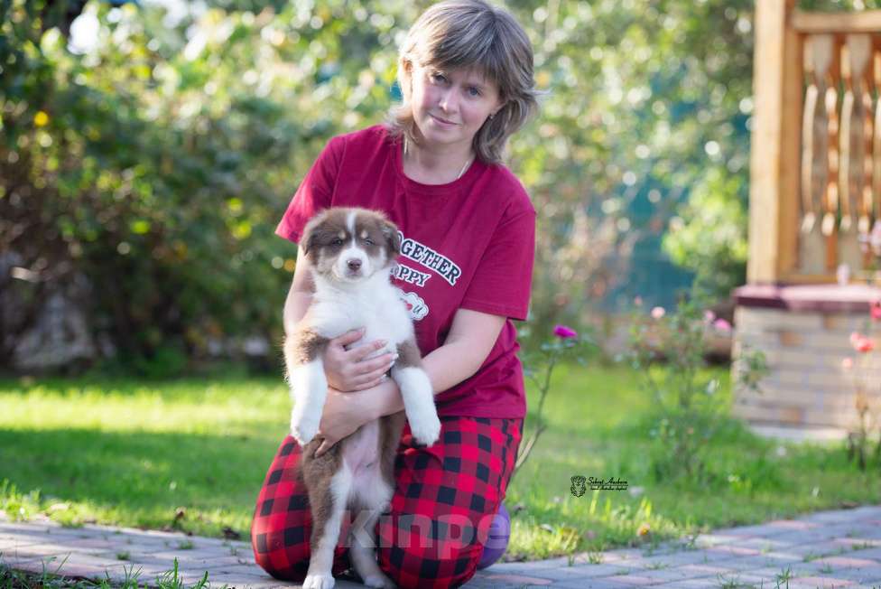 Собаки в Москве: австралийская овчарка аусси Девочка, 80 000 руб. - фото 7