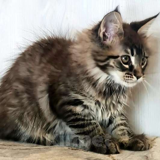 Кошки в других городах Ярославской области: Котята Мейн кун Девочка, Бесплатно - фото 9