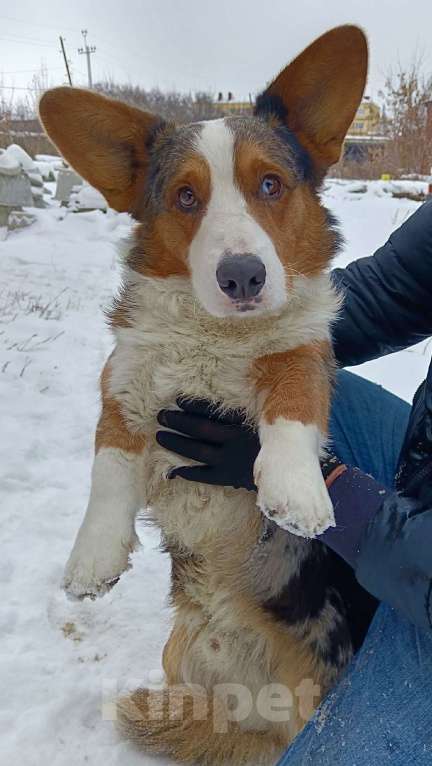 Собаки в Касли: Вельш-Корги Кардиган Разнополые, Бесплатно - фото 8