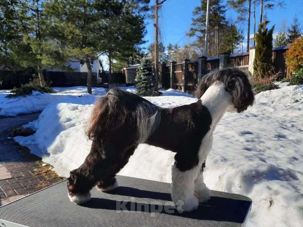 Собаки в Москве: Щенки тибетского терьера  Девочка, 70 000 руб. - фото 3