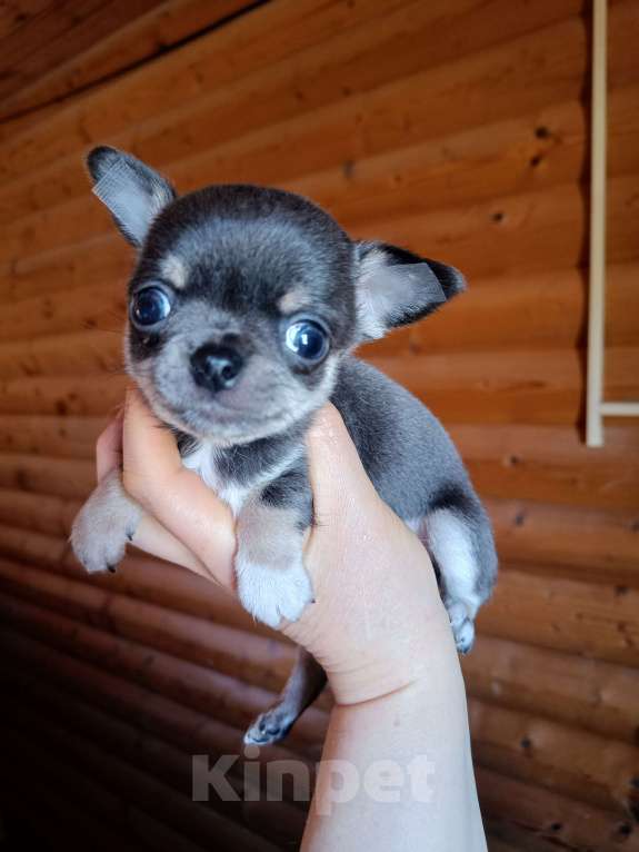 Собаки в Москве: Голубой мини мальчик Мальчик, 56 000 руб. - фото 3