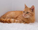 Кошки в Рязани: Рыжая кошка в дар, Бесплатно - фото 6