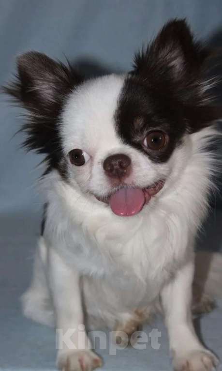 Собаки в Москве: Чихуахуа 1 год Мальчик, 15 000 руб. - фото 1