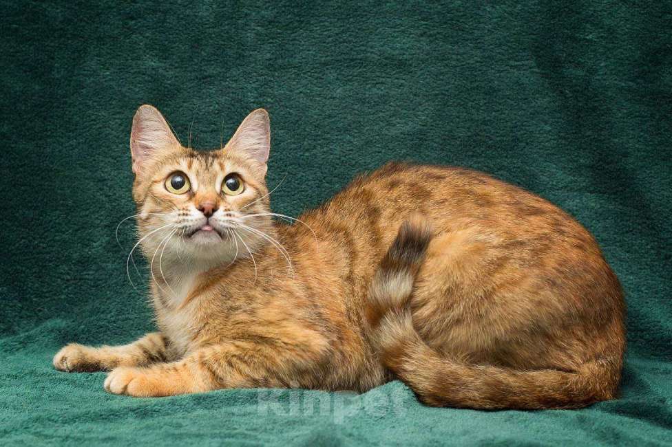 Кошки в Москве: Хикат Девочка, Бесплатно - фото 2