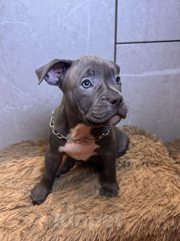 Собаки в Сургуте: Продажа щенков Девочка, 45 000 руб. - фото 1