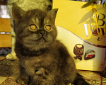 Кошки в Ярославле: Шикарный британский котик Мальчик, Бесплатно - фото 7