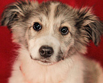 Собаки в Сергиеве Посаде: Юкки ищет дом Мальчик, Бесплатно - фото 3
