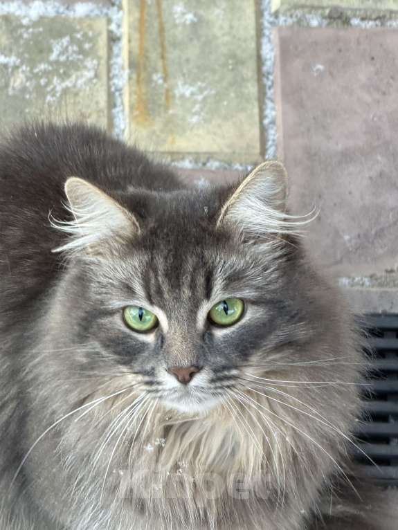 Кошки в других городах Московской области: Потерялся кот, 14.03.26 Мальчик, Бесплатно - фото 3