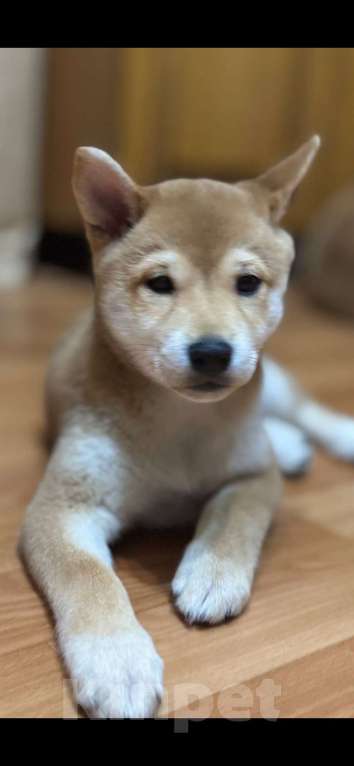 Собаки в Тюмени: Девочки породы Сиба ину Девочка, 35 000 руб. - фото 5