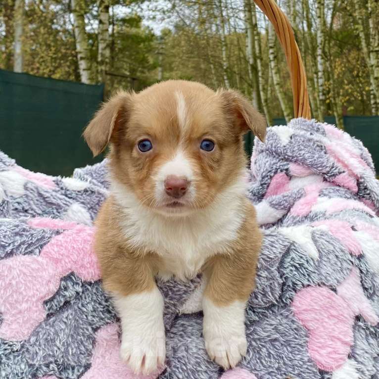 Собаки в Москве: Щенки вельш-корги кардиган Мальчик, Бесплатно - фото 3