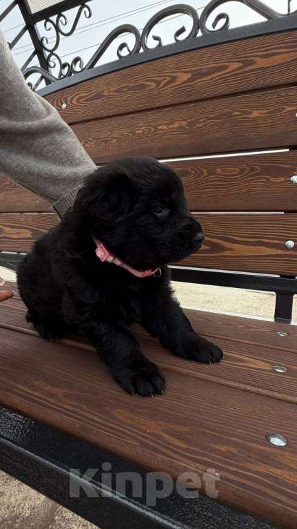 Собаки в других городах Краснодарского края: Щенок немецкой офчарки девочка Девочка, 23 000 руб. - фото 1