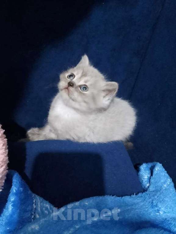 Кошки в Ростове-на-Дону: Шотландские котята Мальчик, 13 000 руб. - фото 1