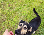 Собаки в Мценске: Добрый пес в хорошие руки  Мальчик, 1 руб. - фото 4