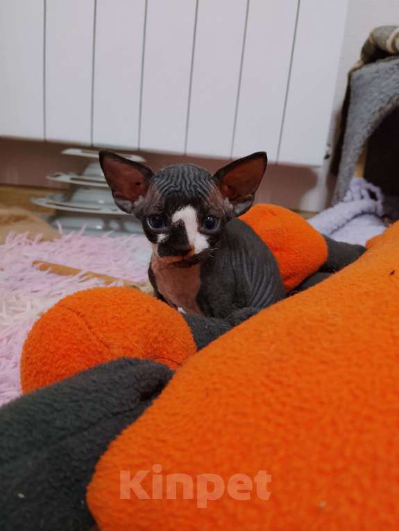 Кошки в Люберцах: Канадский сфинкс Разнополые, 15 000 руб. - фото 4