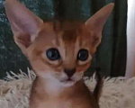 Кошки в Москве: Абиссинский котенок Девочка, Бесплатно - фото 1