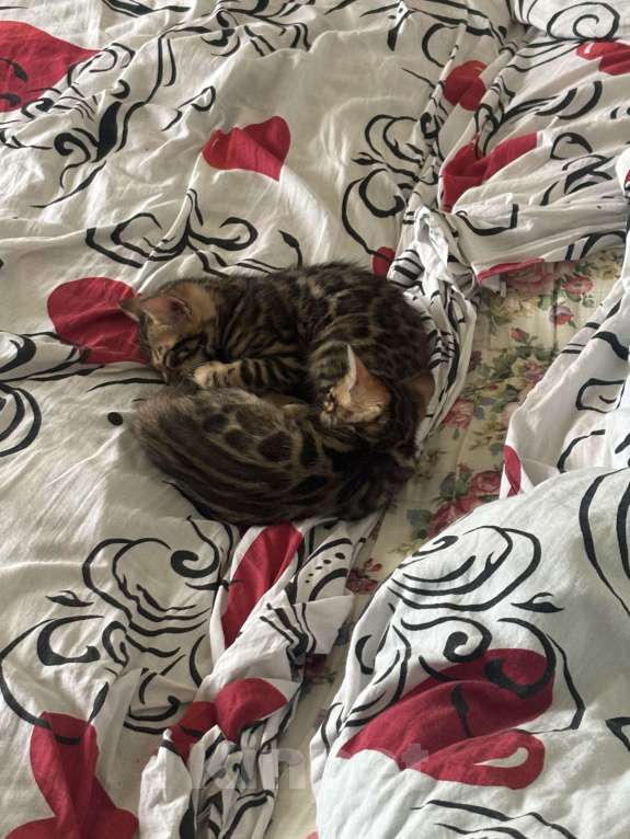 Кошки в других городах Саратовской области: Мальчик Мальчик, 10 000 руб. - фото 9