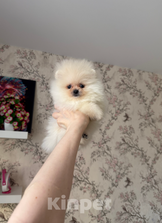 Собаки в Москве: Мальчик Мальчик, 25 000 руб. - фото 1