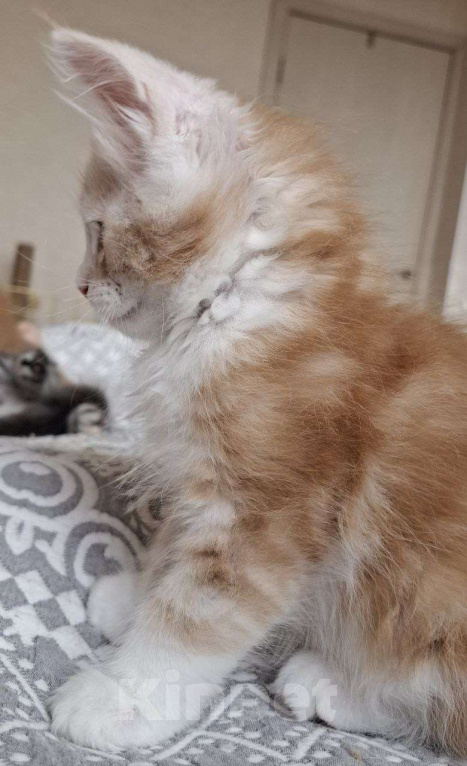 Кошки в Геленджике: Продаётся котёнок мейн-кун, мальчик, ласковый рыжий окрас d 03 22, из питомника EdenLight (Геленджик Мальчик, Бесплатно - фото 6