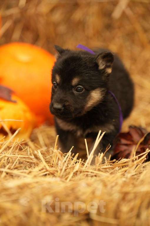 Собаки в других городах Московской области: Кобель ВЕО с Документами РКФ Мальчик, 50 000 руб. - фото 6