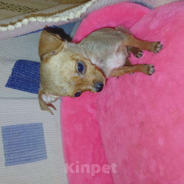 Собаки в других городах Московской области: Той-терьер рыжий мальчик для души Мальчик, 15 000 руб. - фото 2