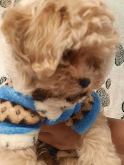 Предлогаю мини мальтипу