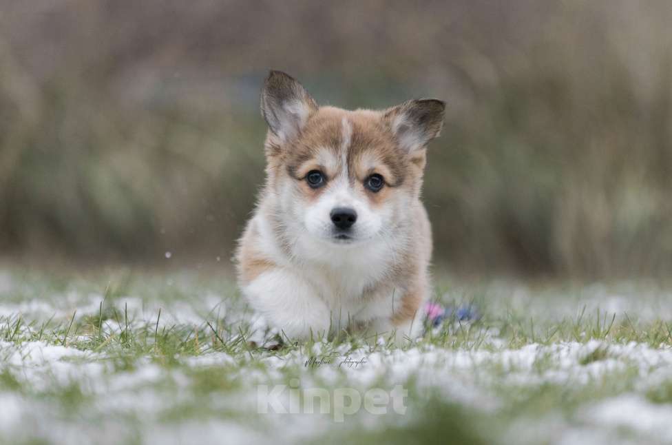 Собаки в Нижнем Новгороде: Щенки вельш корги пемброк Девочка, 60 000 руб. - фото 8