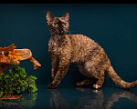 Кошки в Владивостоке: Кошечки Девон-рекс, хотят разьехаться ) ) Девочка, 90 000 руб. - фото 3