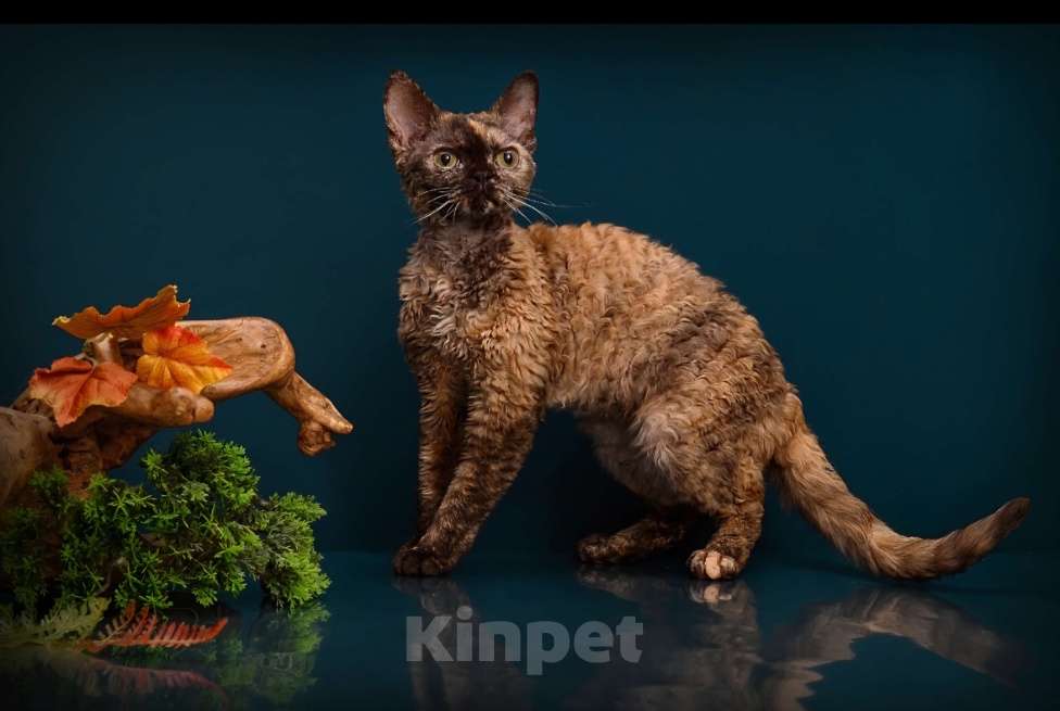 Кошки в Владивостоке: Кошечки Девон-рекс, хотят разьехаться ) ) Девочка, 90 000 руб. - фото 3