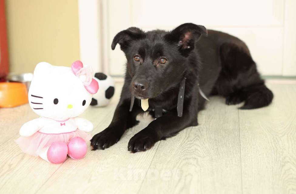 Собаки в Москве: Черный щенок Асти в дар Девочка, Бесплатно - фото 4