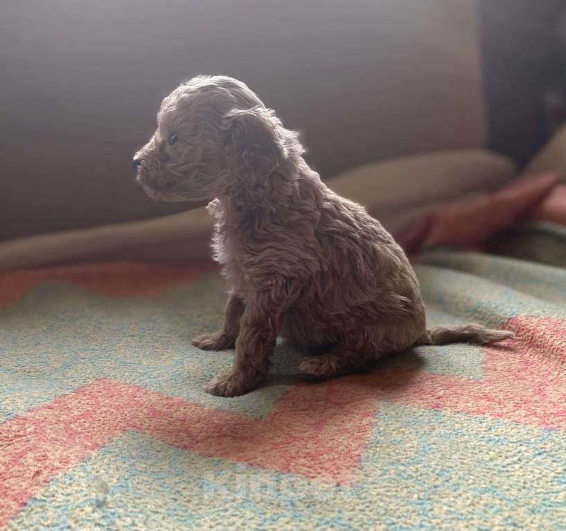 Собаки в Санкт-Петербурге: Очаровательная девочка той пуделя Девочка, Бесплатно - фото 7