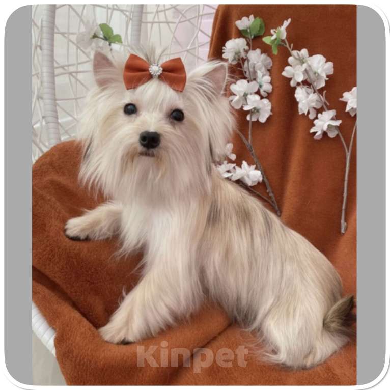 Собаки в Москве: Подрощенный йорк мини девочка золотая Девочка, 80 000 руб. - фото 7