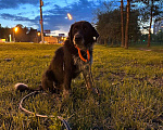 Собаки в Москве: Собака в добрые руки Мальчик, Бесплатно - фото 3