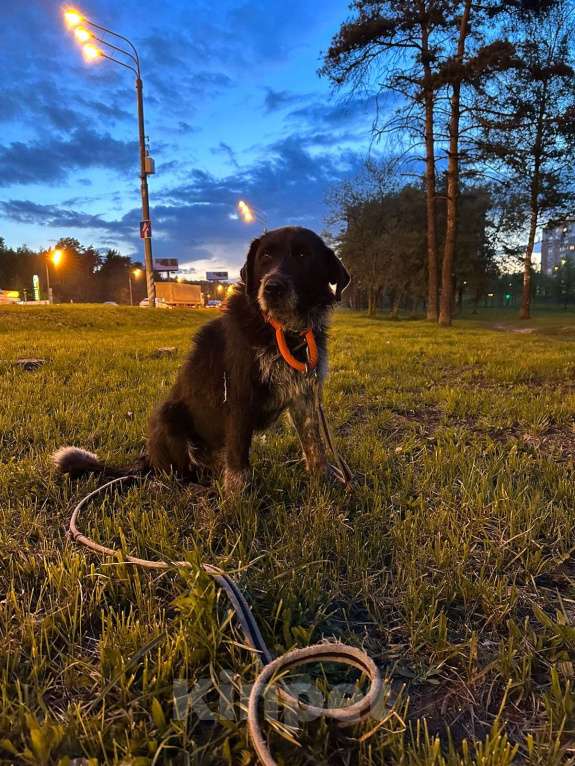 Собаки в Москве: Собака в добрые руки Мальчик, Бесплатно - фото 3