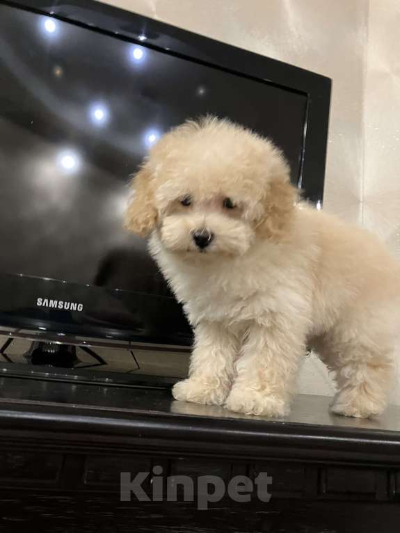 Собаки в Перми: Той Пудель!! Девочка, 70 000 руб. - фото 4