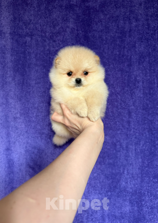 Собаки в Москве: Мальчик Мальчик, 25 000 руб. - фото 1