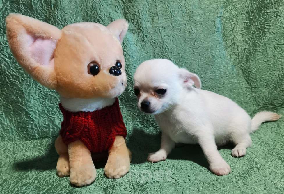 Собаки в Саранске: Щенки чихуахуа.  Мальчик, 30 000 руб. - фото 8