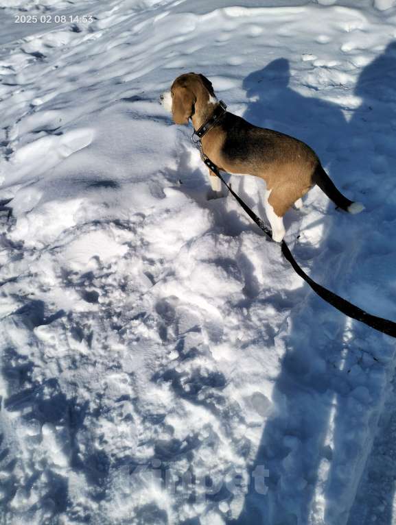 Собаки в Барнауле: Продам Бигля Мальчик, 25 000 руб. - фото 4