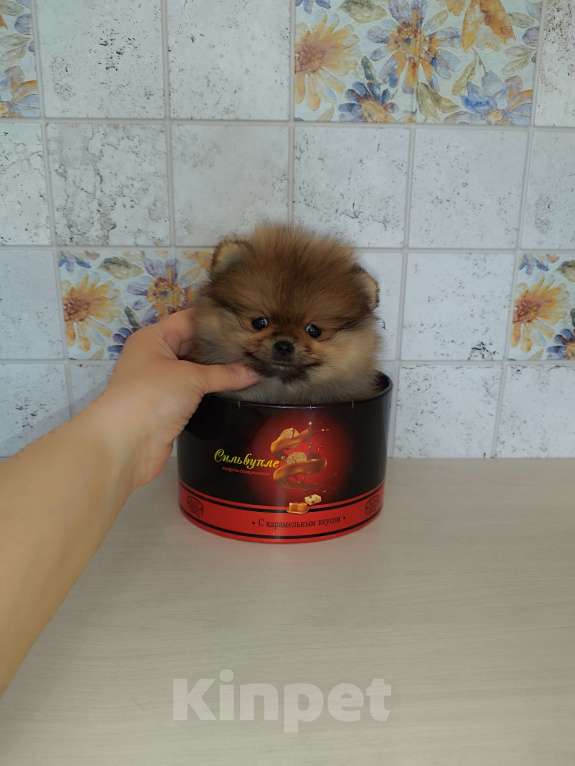 Собаки в Москве: Красивые шпицы Девочка, 20 000 руб. - фото 2