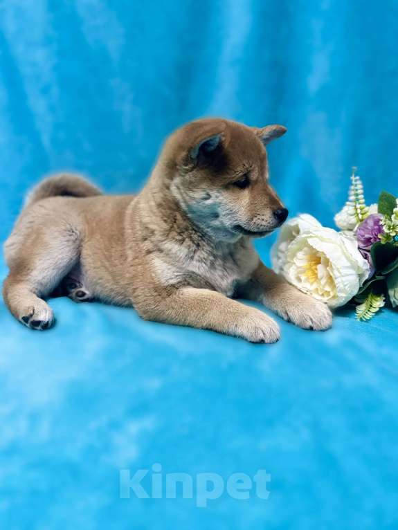 Собаки в Москве: Сиба ину Мальчик, 45 000 руб. - фото 4