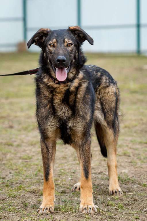 Собаки в Москве: Юна. Собака с потрясающим характером Девочка, Бесплатно - фото 6