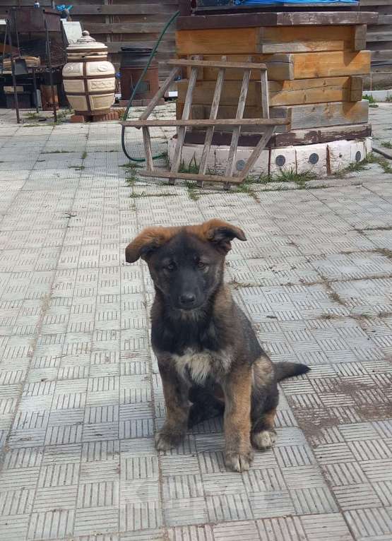 Собаки в других городах Пермского края: Отдам в хорошие руки Девочка, Бесплатно - фото 3