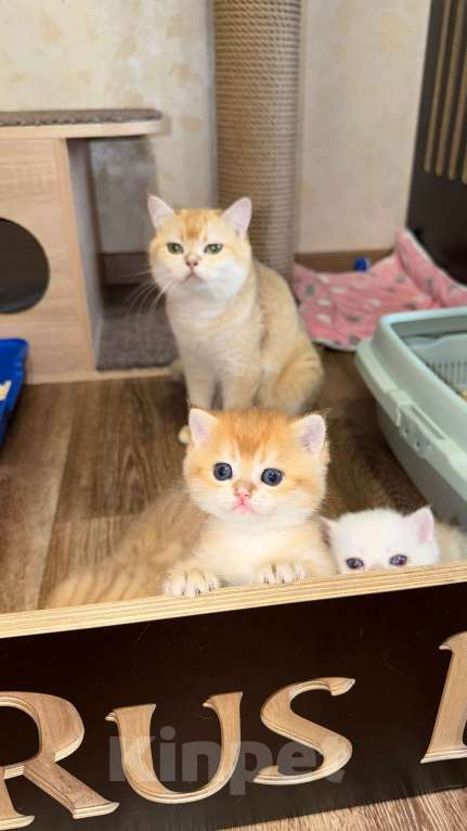 Кошки в Видном: Шотландский кот Мальчик, 70 000 руб. - фото 1