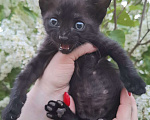 Кошки в Москве: Чёрный котёнок в добрые руки Мальчик, Бесплатно - фото 7