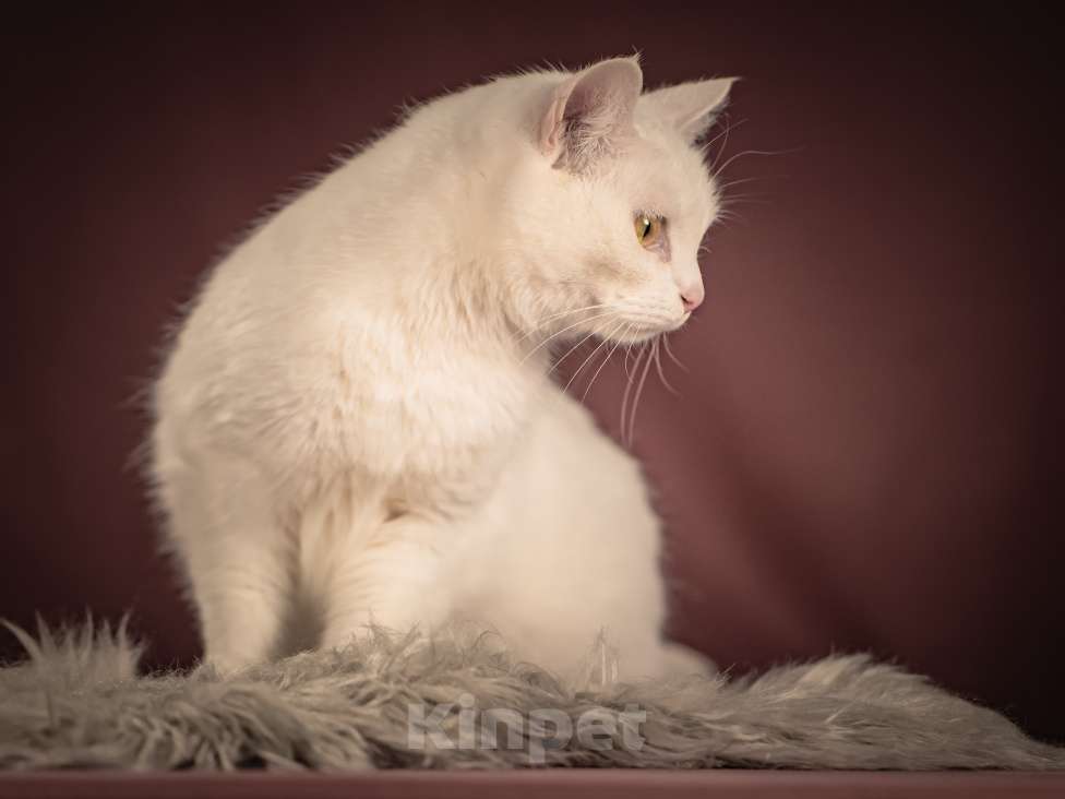 Кошки в Клине: Кассиопея — изящная кошечка, точно фарфоровая статуэтка Девочка, Бесплатно - фото 4