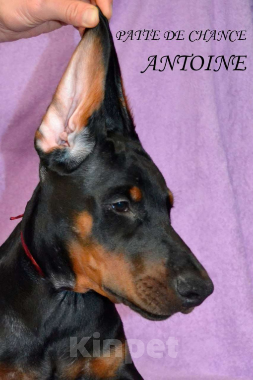 Собаки в Санкт-Петербурге: Щенок добермана Антуан Мальчик, 110 000 руб. - фото 4