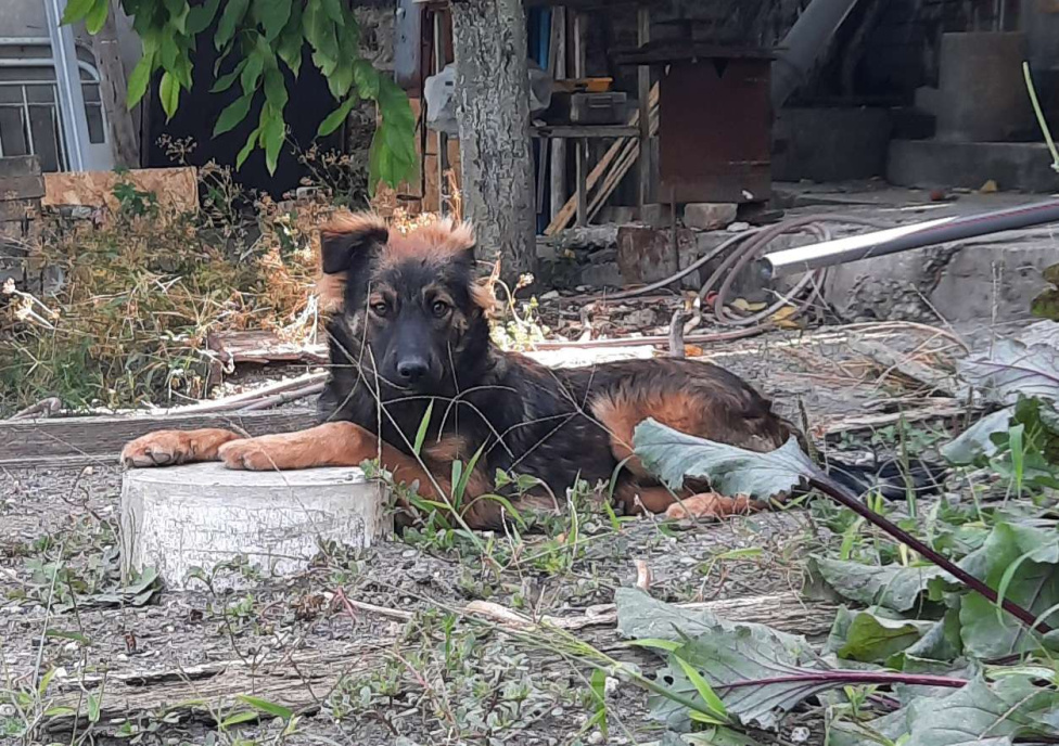 Собаки в Симферополе: Отдам щенка-подростка Мальчик, Бесплатно - фото 4